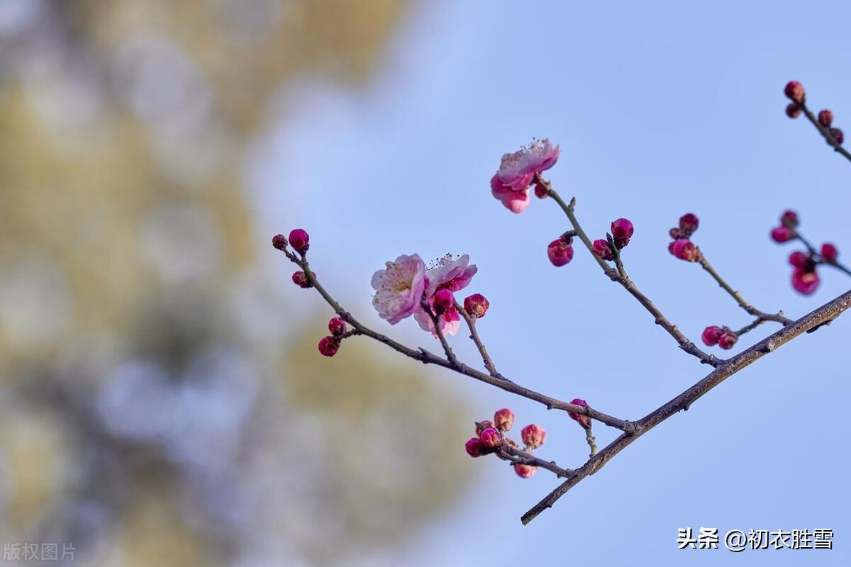 梅花经典诗词有哪些（小寒节气梅花五首）