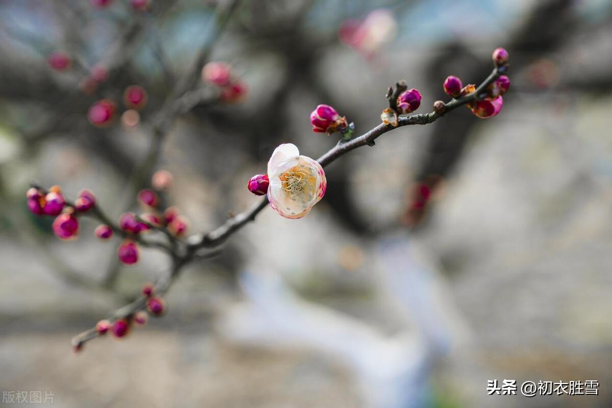 梅花经典诗词有哪些（小寒节气梅花五首）