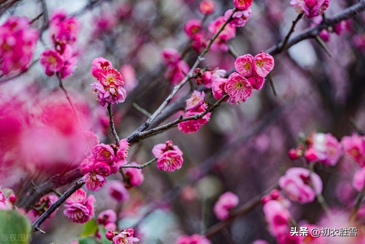 梅花经典诗词有哪些（元旦新年古诗五首赏析）