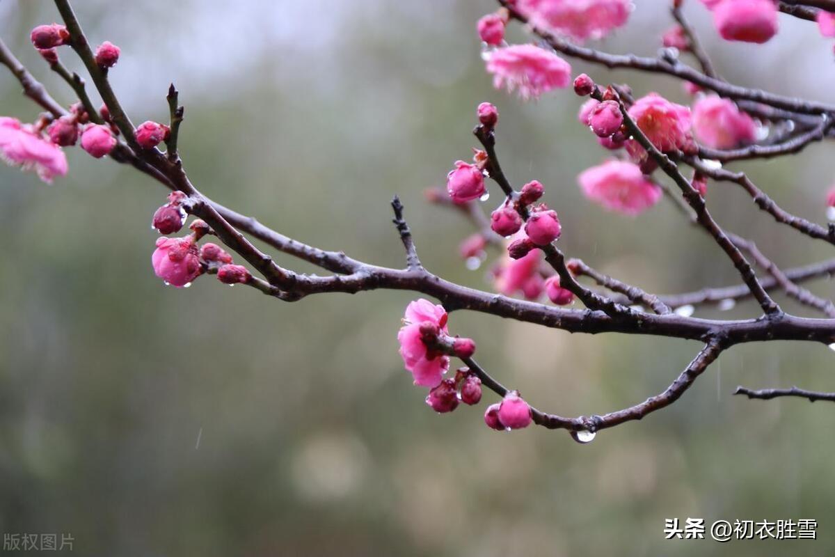 梅花经典诗词有哪些（元旦新年古诗五首赏析）