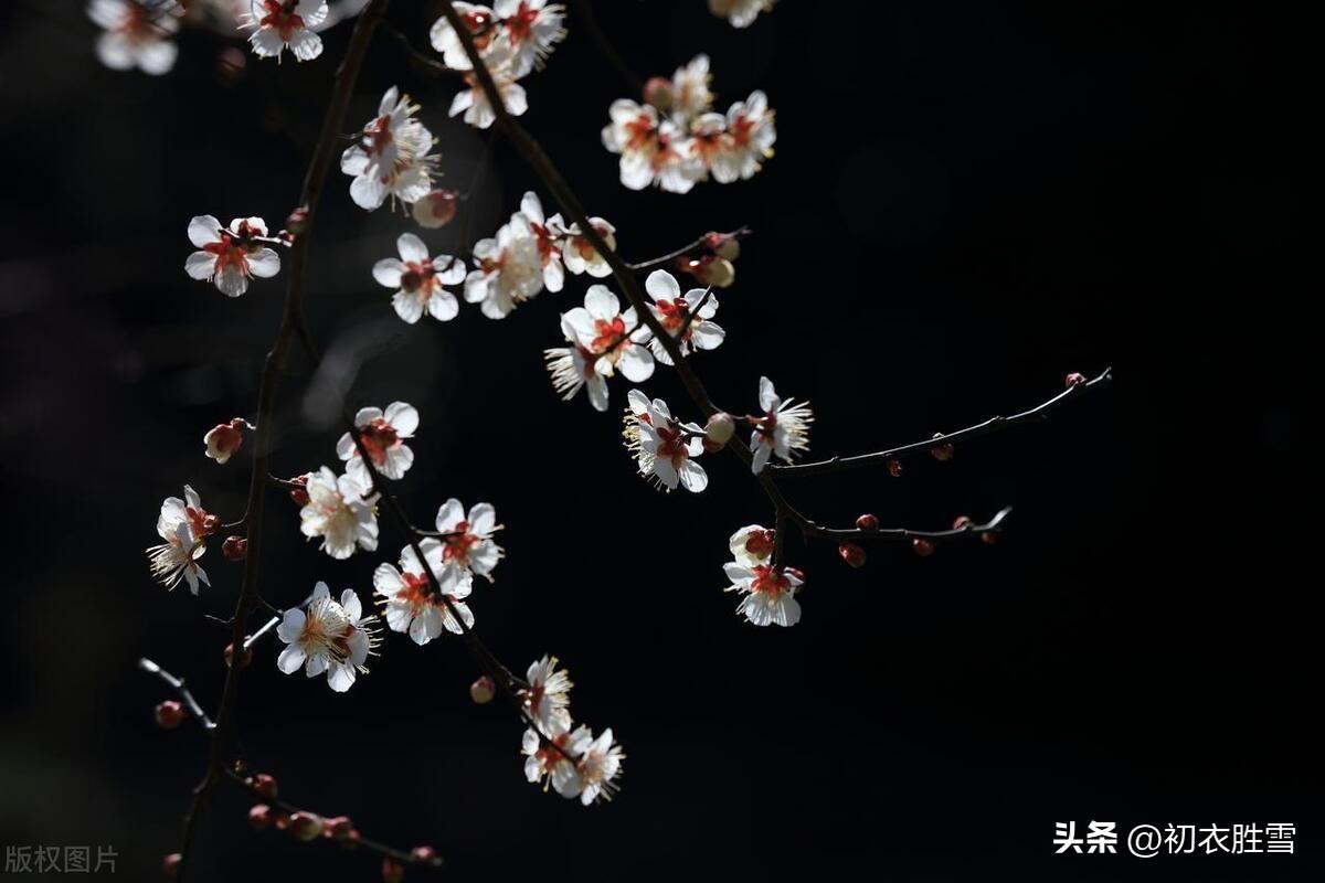 明月梅花优美诗词六首（梅花明月写天机，写到无诗乃是诗）