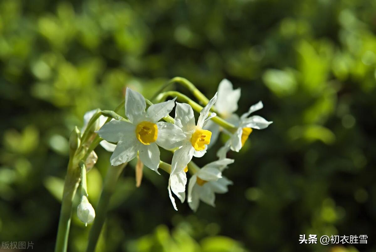 冬花水仙美诗五首（天仙不行地，且借水为名）