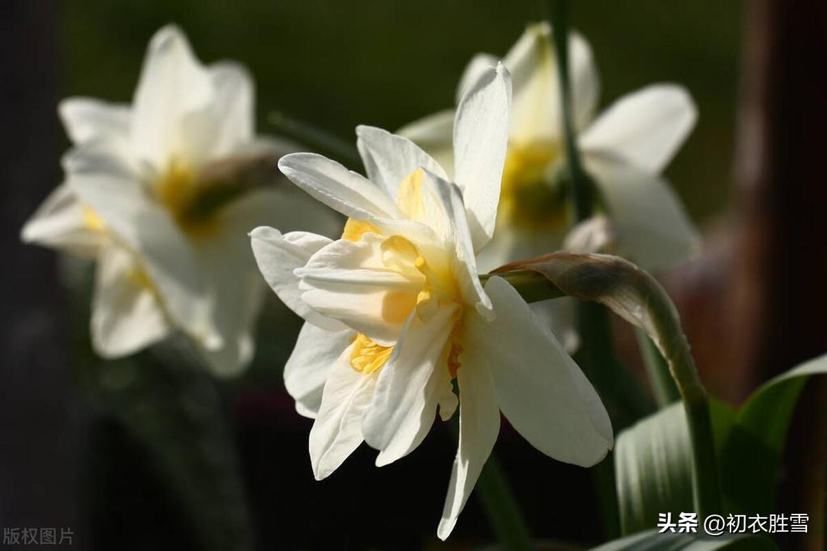 冬花水仙美诗五首（天仙不行地，且借水为名）