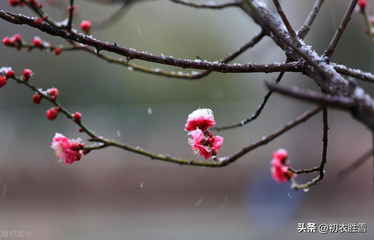 寒梅经典诗词有哪些（风雪寒梅唯美诗词五首）