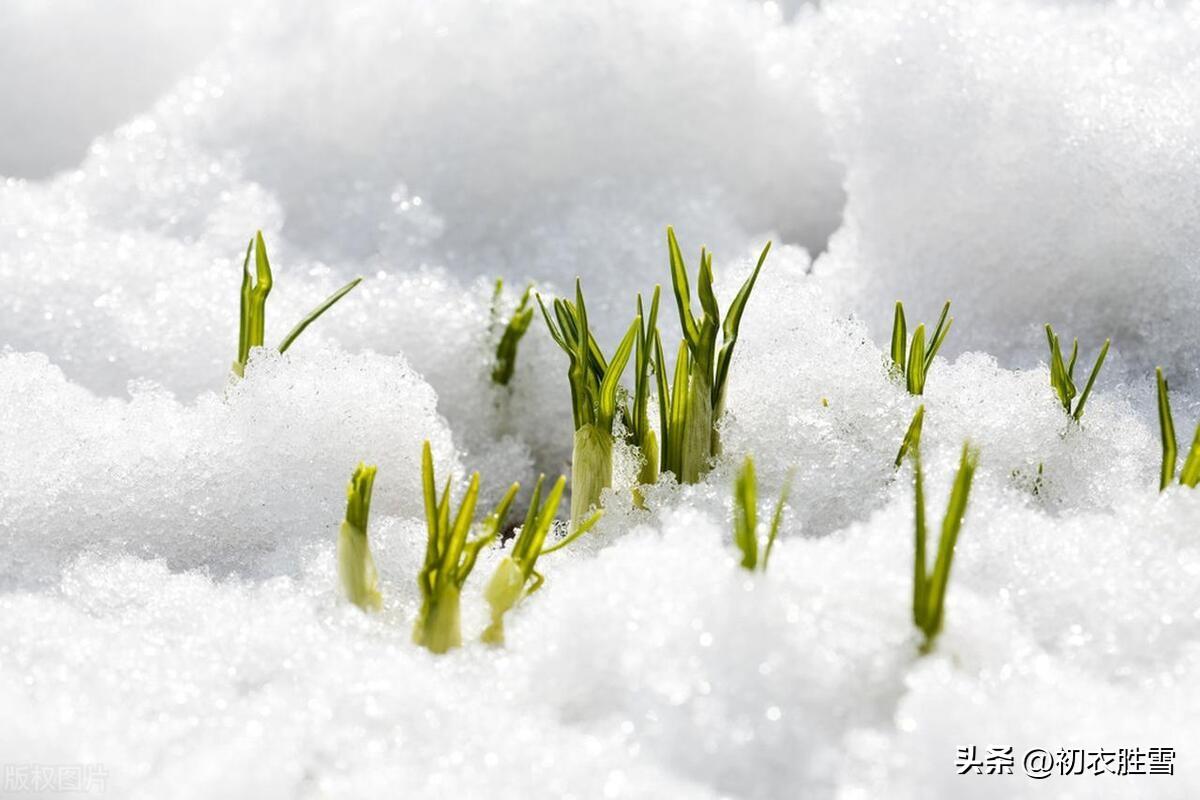 大雪经典诗词有哪些（大雪节气古诗五首）