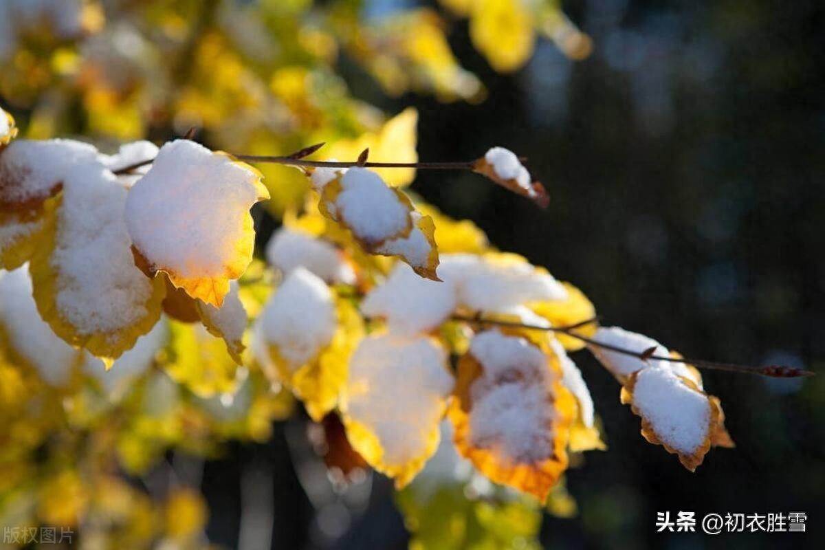 大雪经典诗词有哪些（大雪节气古诗五首）