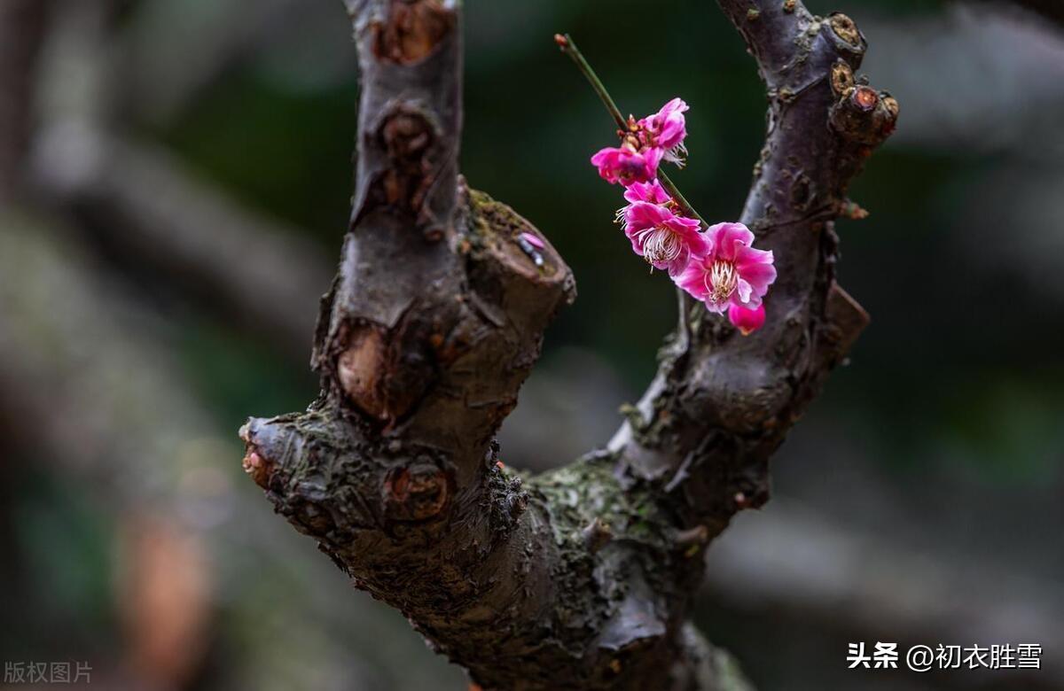 梅花经典诗词大全（早冬小春梅花诗词六首）