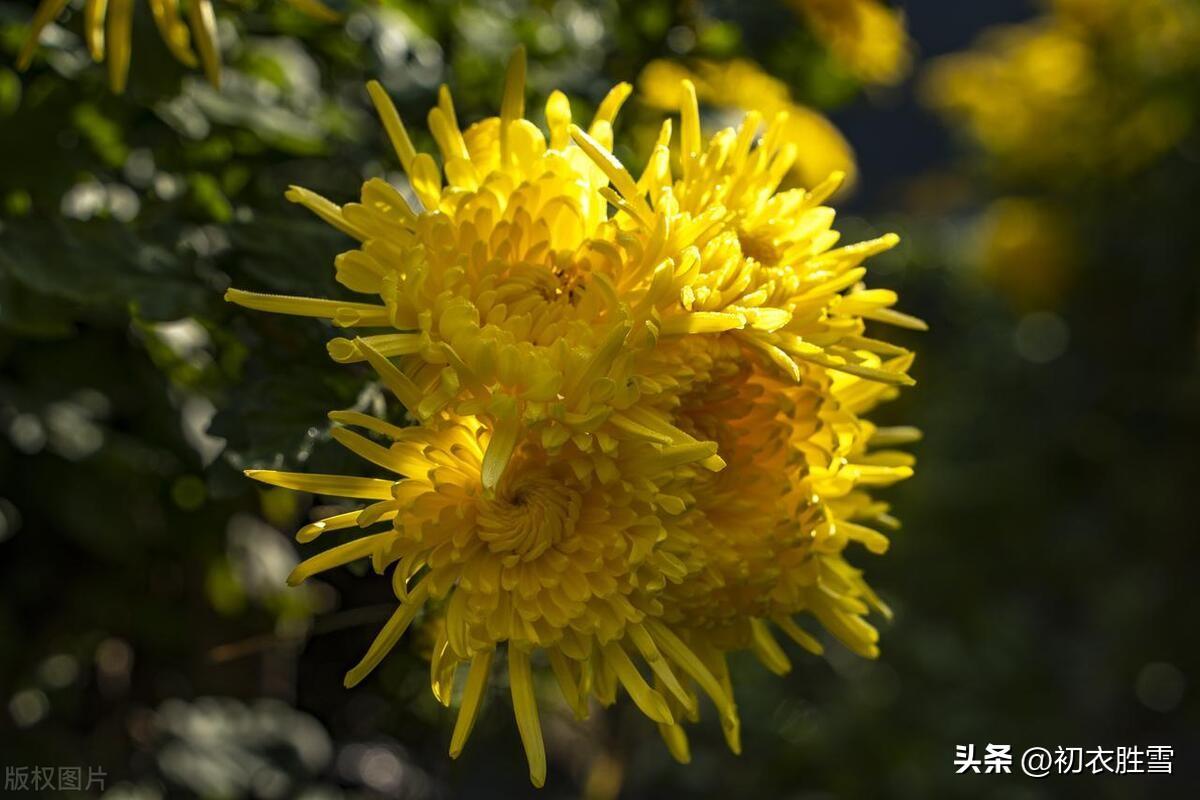 小雪经典诗词大全（小雪节气美诗五首）