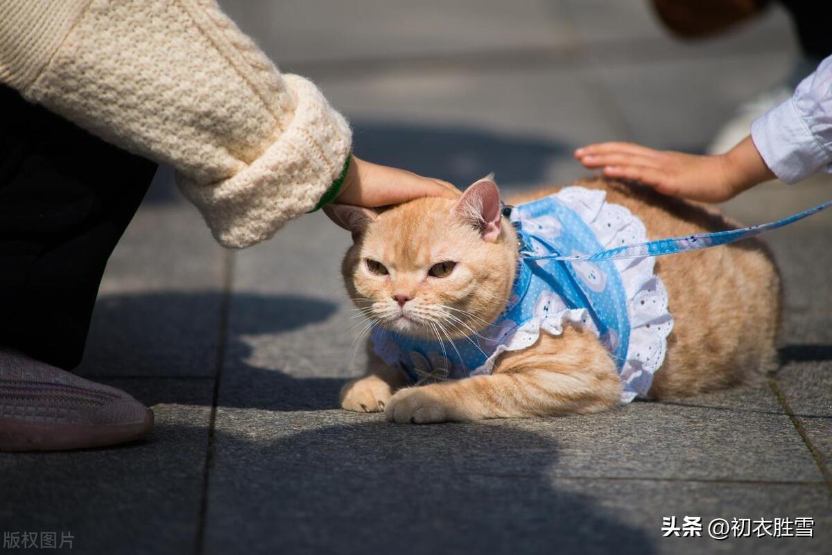 冬日经典诗词大全（冬日暖阳优美古诗五首）