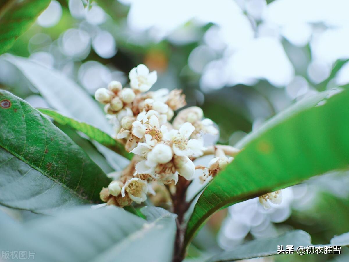 枇杷花经典诗词大全（冬花枇杷花古诗五首）