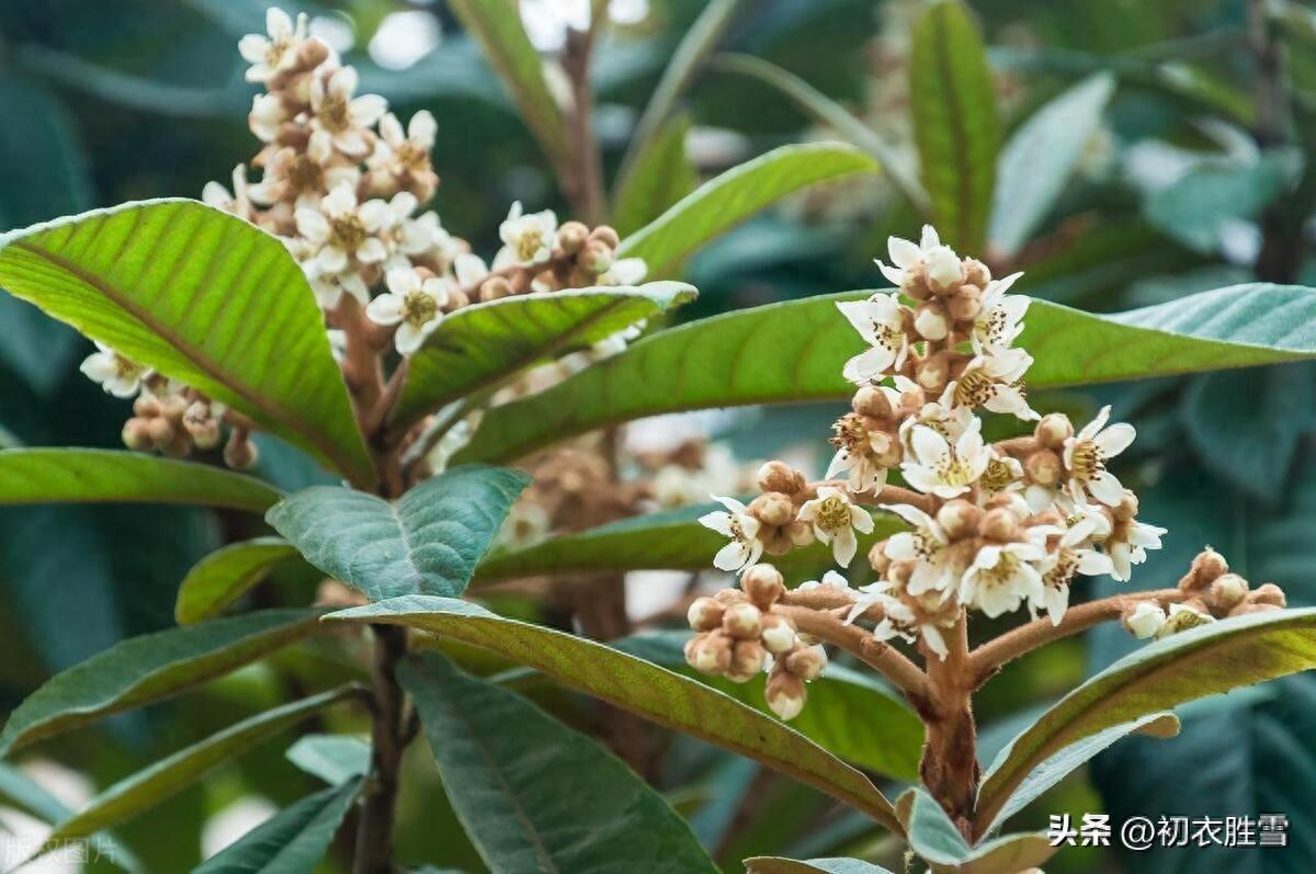 枇杷花经典诗词大全（冬花枇杷花古诗五首）