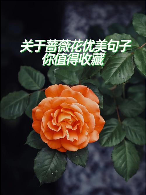 有关花的唯美短句（花的魅力）