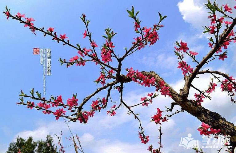 花优美句子摘抄大全（花语唯美，情感无限）