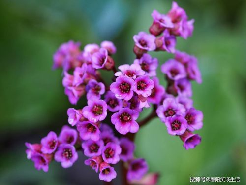 花优美句子摘抄大全（花语唯美，情感无限）