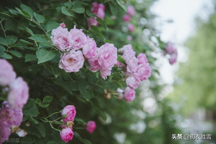 关于花的美好词汇（人生如烟花，绽放美丽）