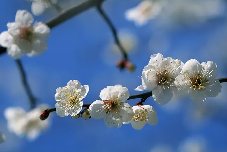 关于花草的优美句子有哪些（花草句子赏析）