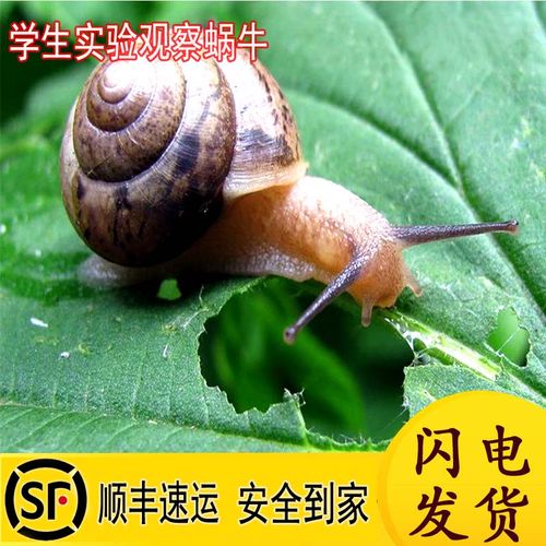 观察动物的优秀作文（《TheWildlifeObserver》）