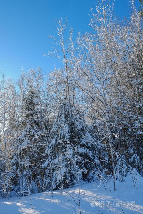 以冬雪为话题的作文500字（《雪夜里的温暖》）