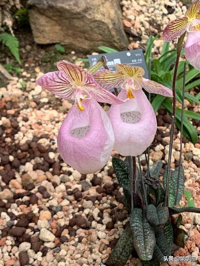 兰花待春风，深林含芳馨（分享70首兰花古诗词）