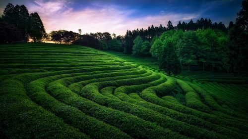 夏日即景的高中作文（《拥抱夏日》）