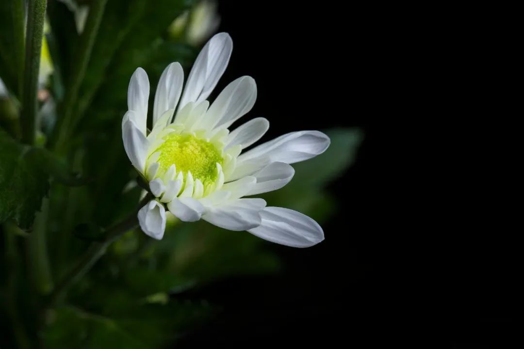 一夜清霜至，人间菊芬芳（菊花唯美的10首诗词）