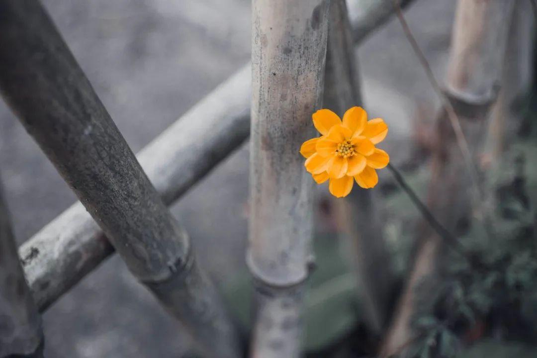 一夜清霜至，人间菊芬芳（菊花唯美的10首诗词）