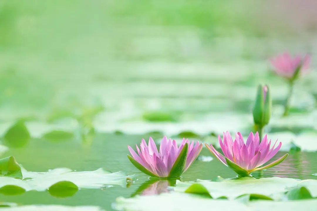 雨熟黄梅，夏木成阴（分享10首唯美立夏诗词）