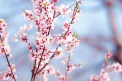 落花时节，风轻草绿（分享10首绝美四月诗词）