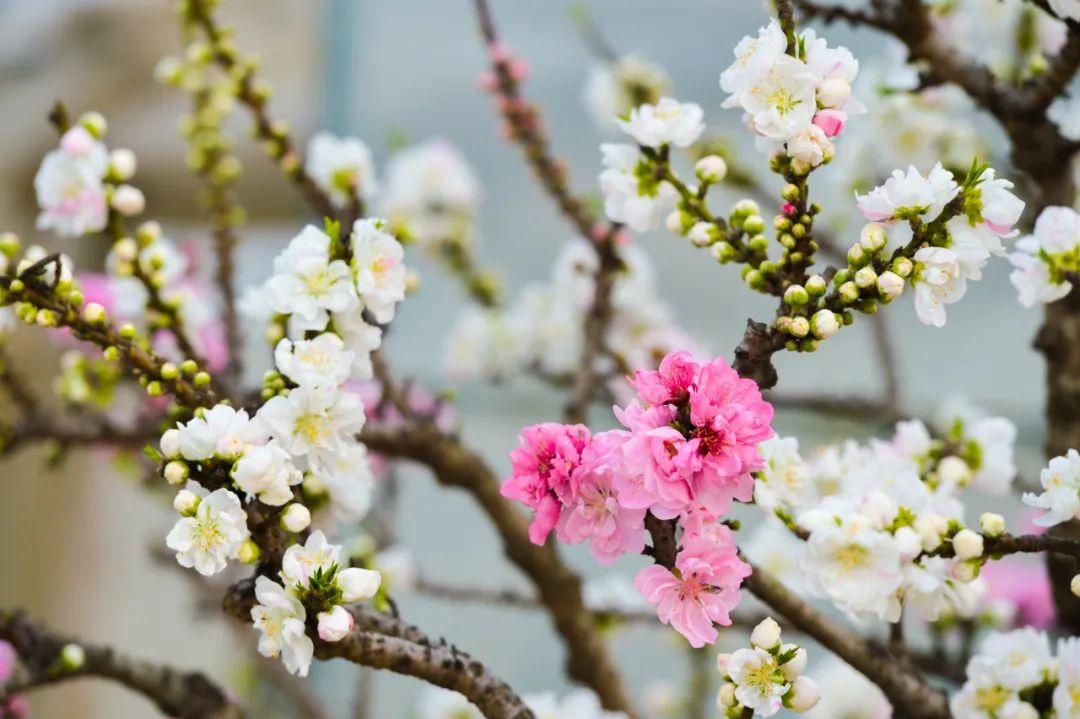 海棠花落，梅子半酸（分享10首优美春分诗词）