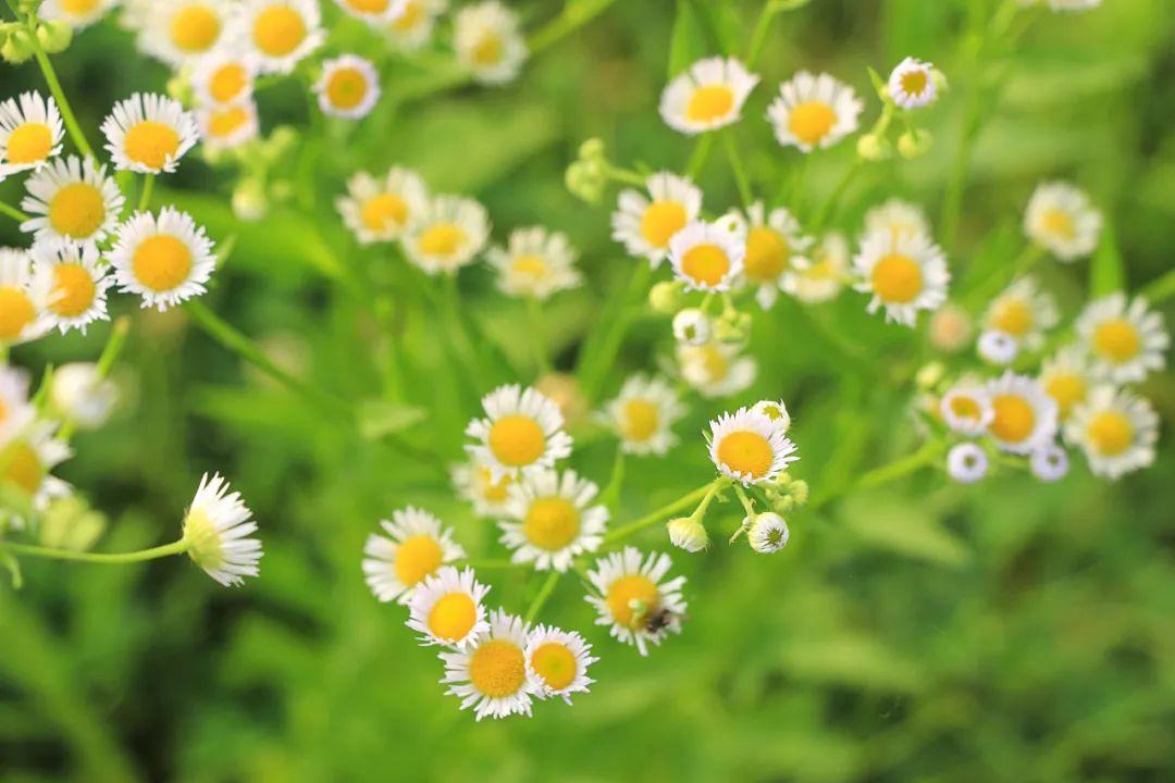 海棠花落，梅子半酸（分享10首优美春分诗词）