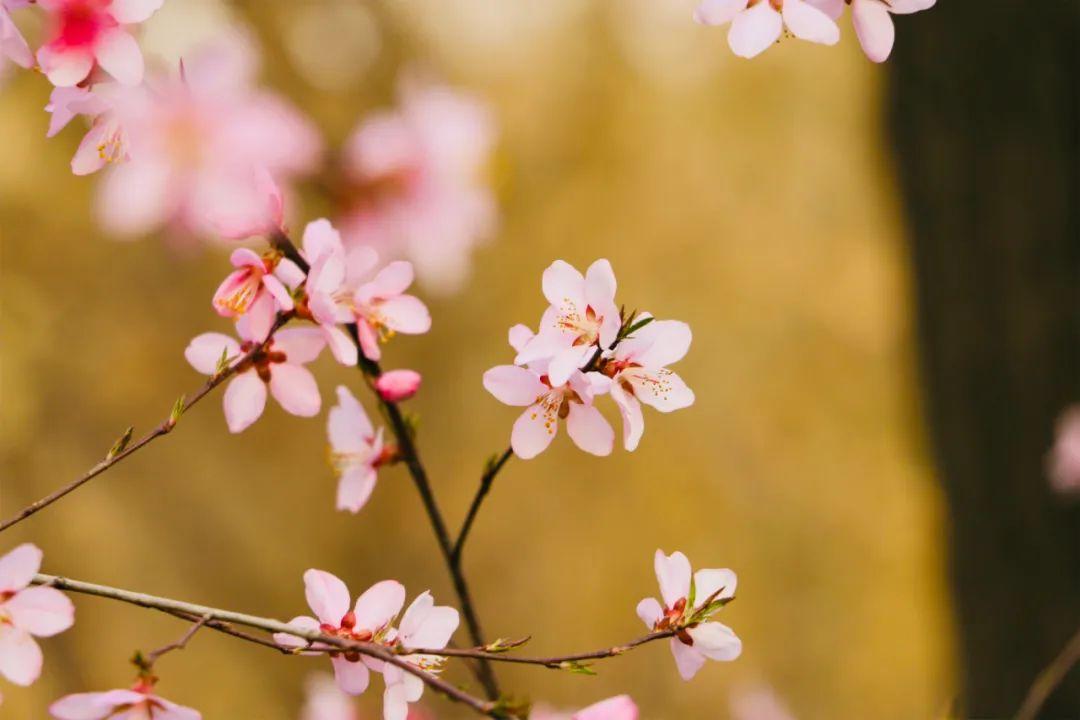 桃花经典诗词有哪些（6首优美桃花诗词）