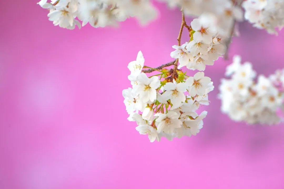 樱花经典诗词大全（9首樱花诗词）