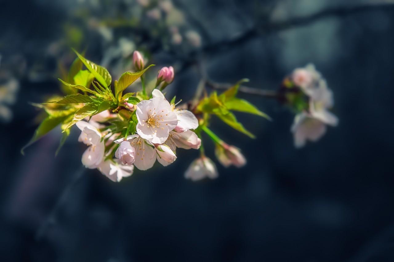 花朝诗词名句大全（40首唯美花朝诗词）