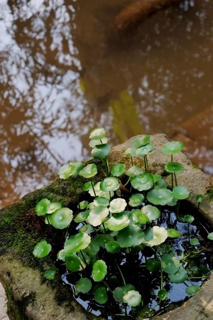 雨水唯美诗词大全（十首雨水优美诗词）