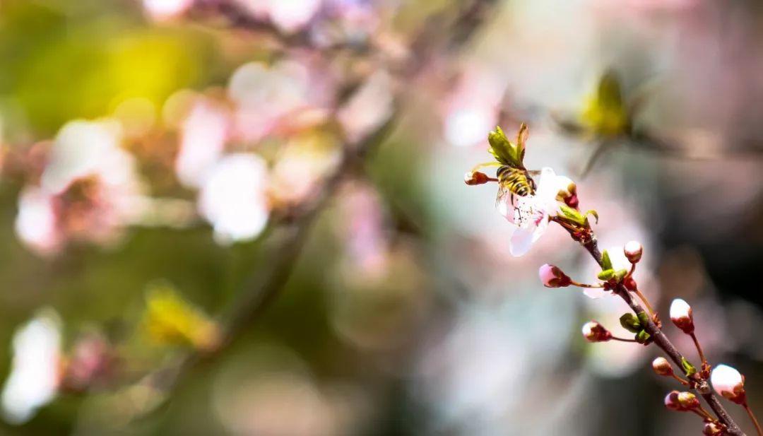 梅花经典诗词大全（10首梅花唯美诗词）