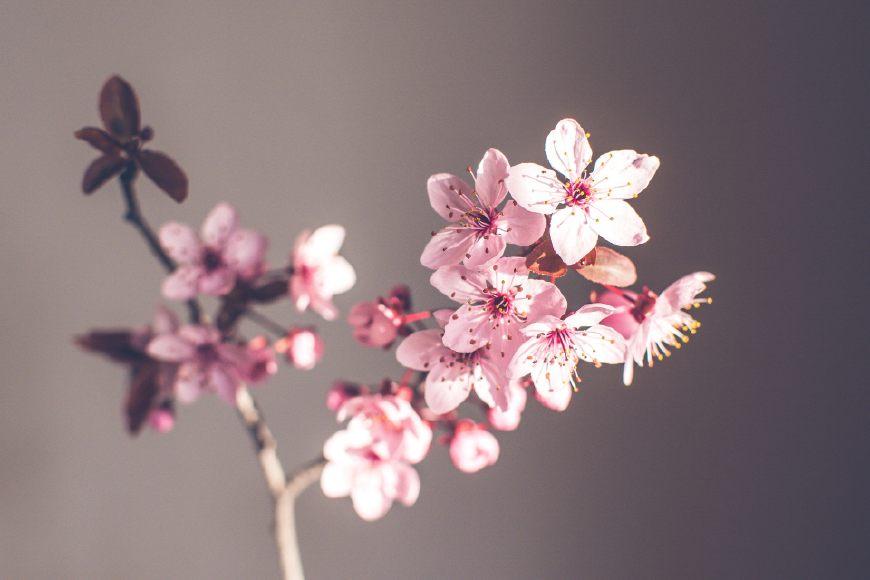 花前月下，如梦一场（十首爱情诗词经典）