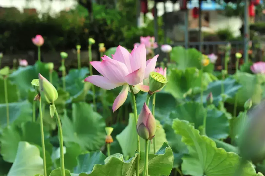 荷花经典诗词大全（十首荷花诗词优美）