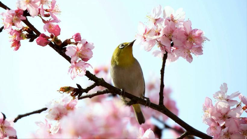 樱花经典古诗大全（12首关于樱花的古诗词）