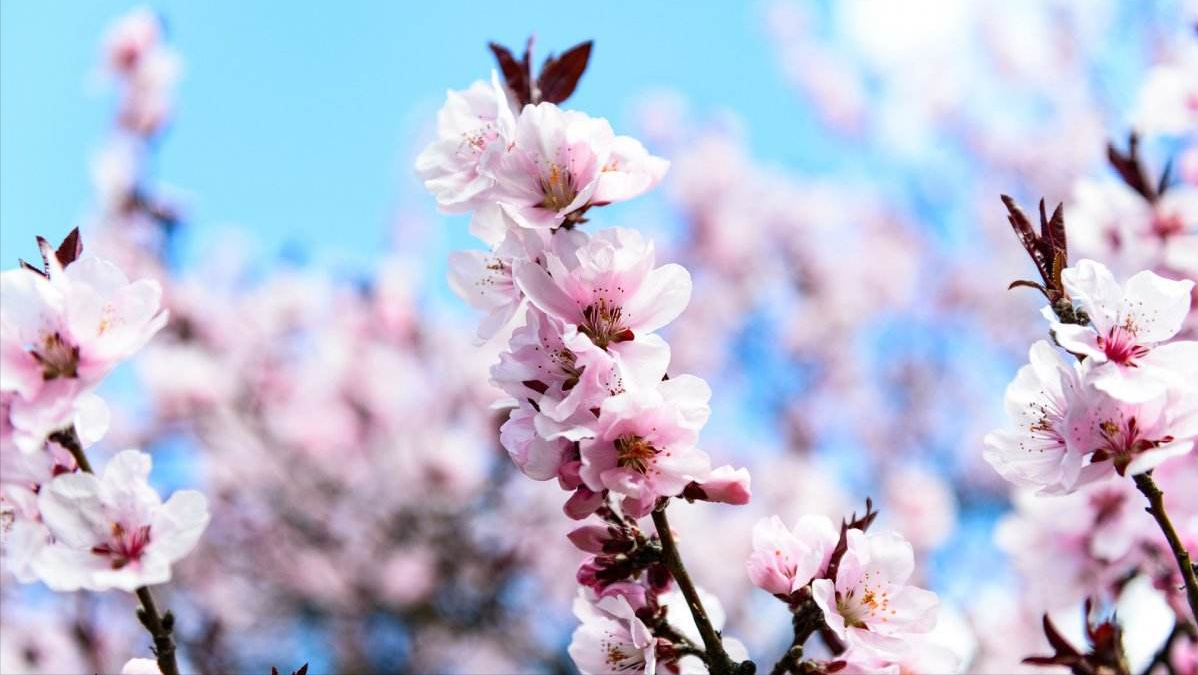 樱花经典古诗大全（12首关于樱花的古诗词）