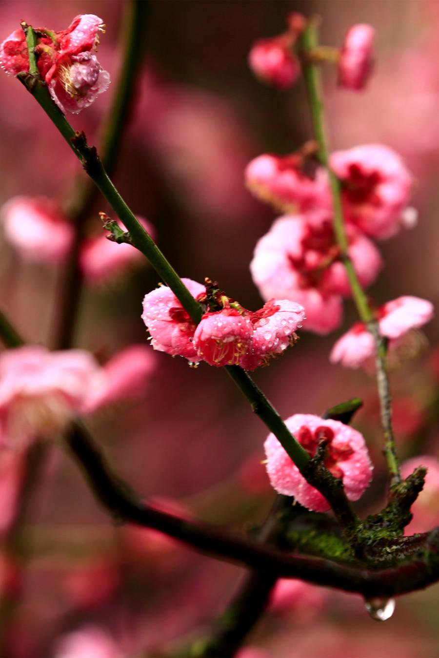 赞美梅花古诗词优美（十首梅花唯美诗词）