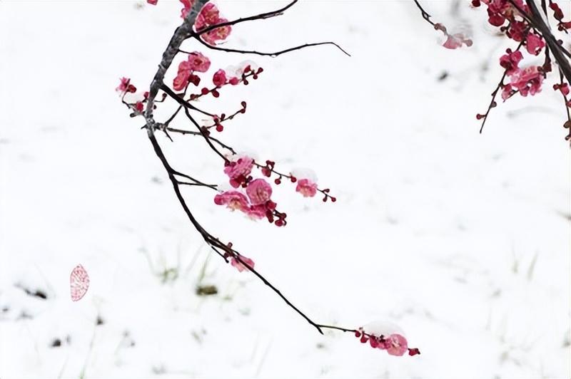 赞美梅花古诗词优美（十首梅花唯美诗词）