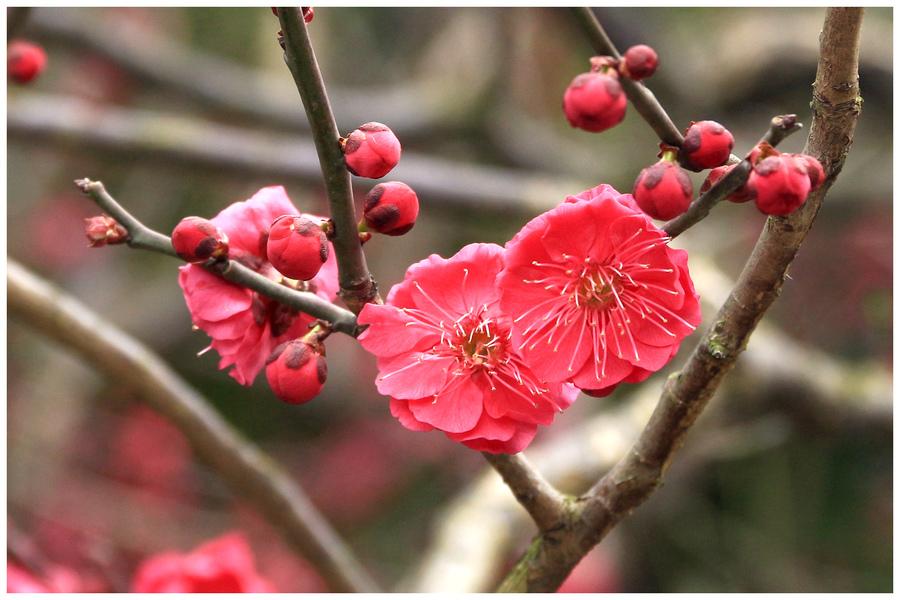 赞美梅花古诗词优美（十首梅花唯美诗词）