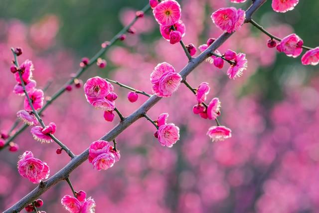 赞美梅花古诗词优美（十首梅花唯美诗词）