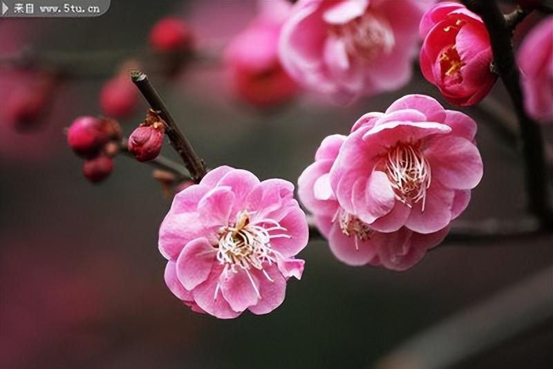 赞美梅花古诗词优美（十首梅花唯美诗词）