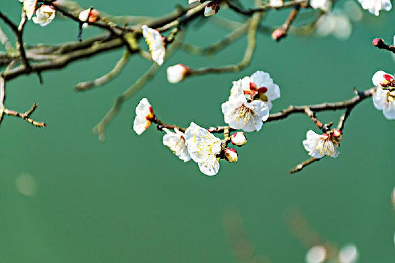 冬至古诗词名句（10首冬雪优美古诗）