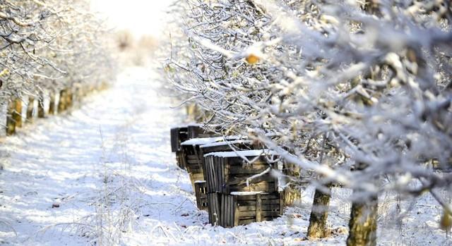 冬雪古诗词句大全（100句冬雪诗词）