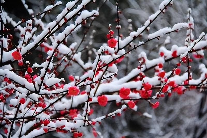 描写冬雪的古诗词（15首冬雪唯美古诗）