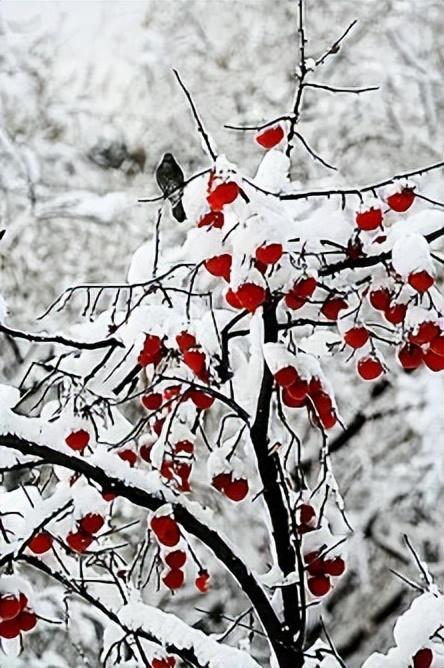 描写冬雪的古诗词（15首冬雪唯美古诗）