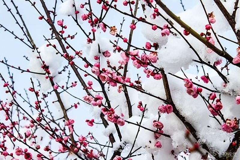 描写冬雪的古诗词（15首冬雪唯美古诗）