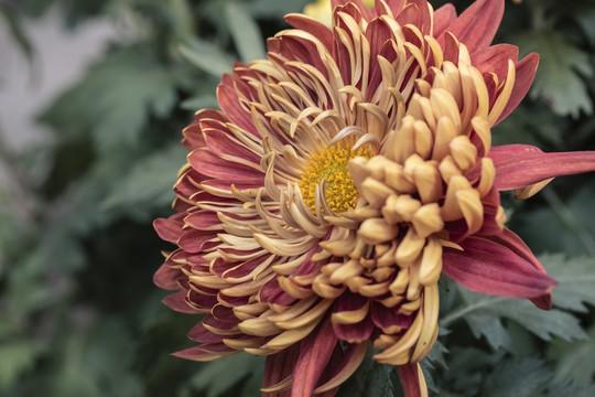 敢把锦诗妙入神，一睹菊花霸气（5首优美菊花古诗）